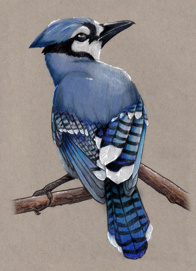 “Bluejay” - color pencil, available as pinback buttons and prints